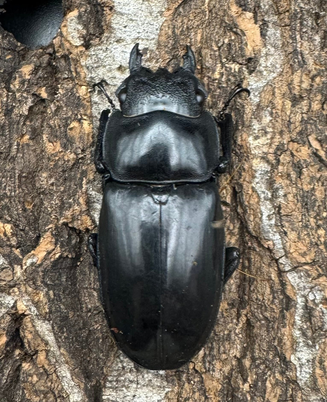 【WD】《マンディブラリスフタマタ 100.5mm ペア》