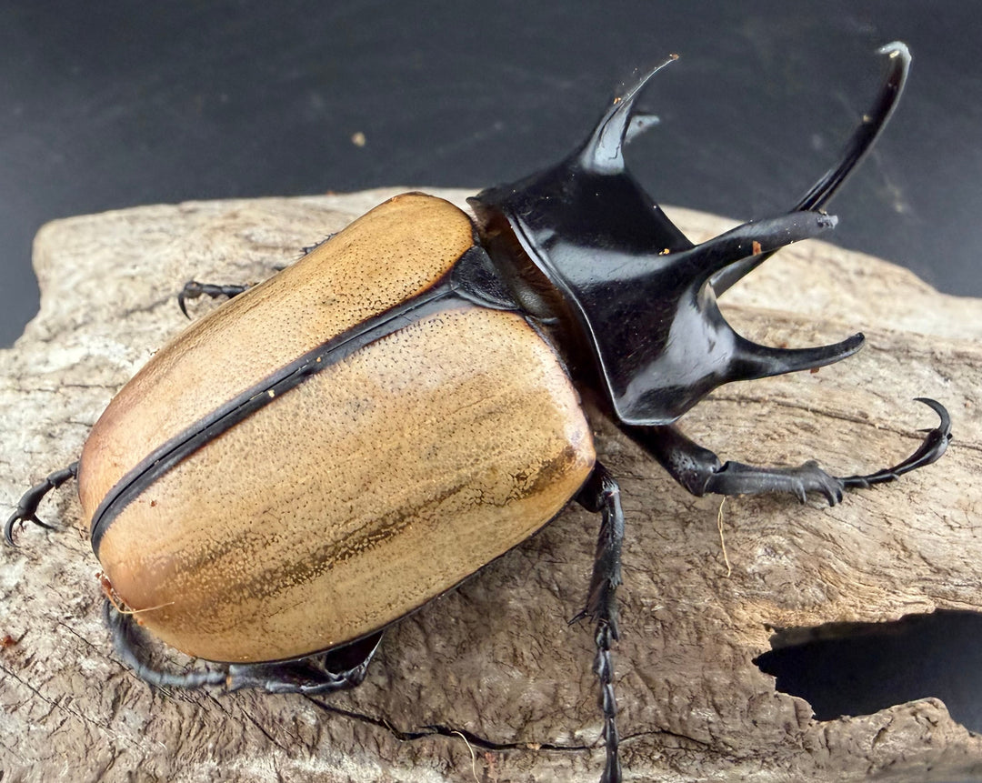 【WD】《ゴホンツノカブト原名亜種 タイ産 85mm ペア》