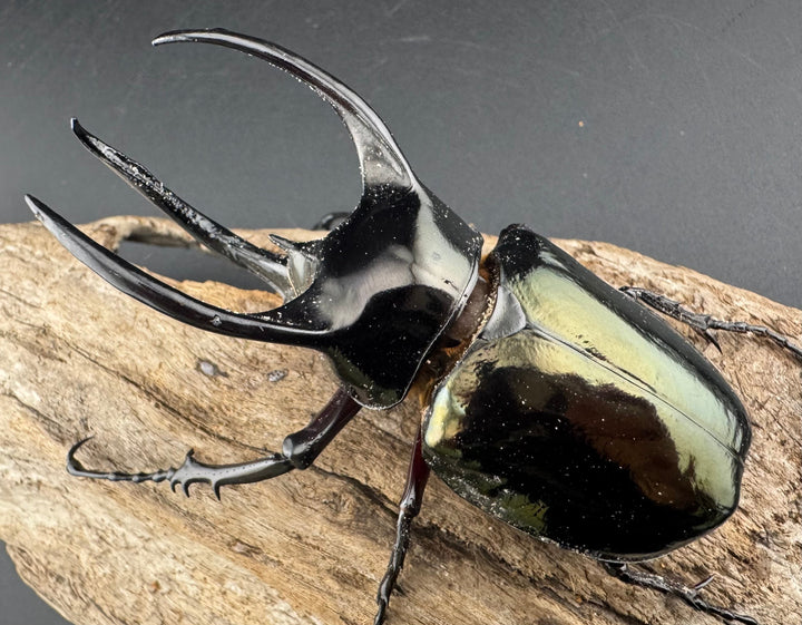 【WD】《アトラスオオカブト亜種マンテツ ラオス産 88mm ペア》