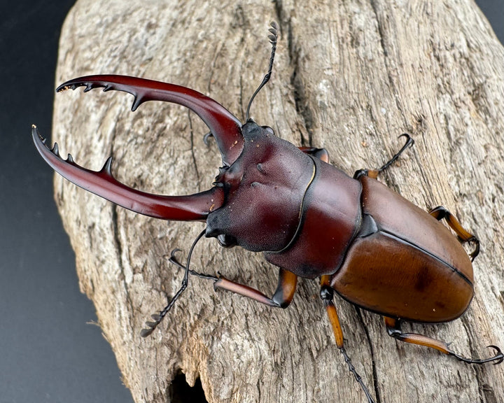 【WD】《アスタコイデスノコギリ ベンクール産 59mm ペア》