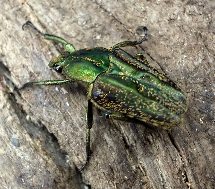 《セブサビカブトハナムグリ Free ペア》②