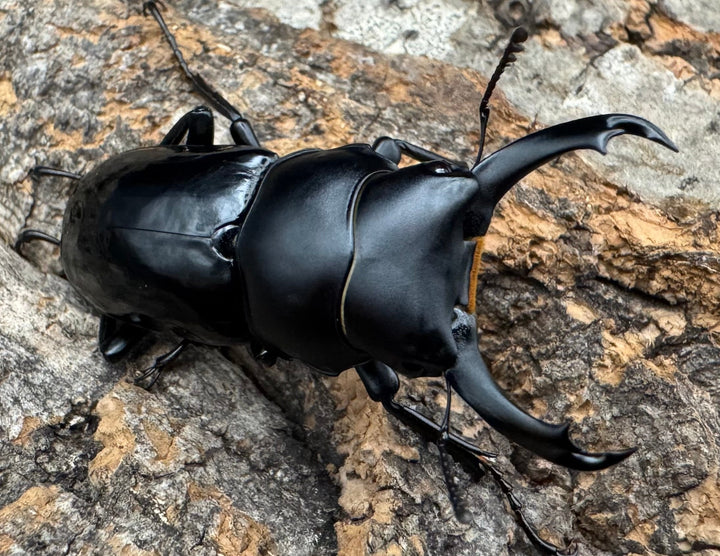 【WD】《セメノウコクワ 雅安産 39mm ペア》