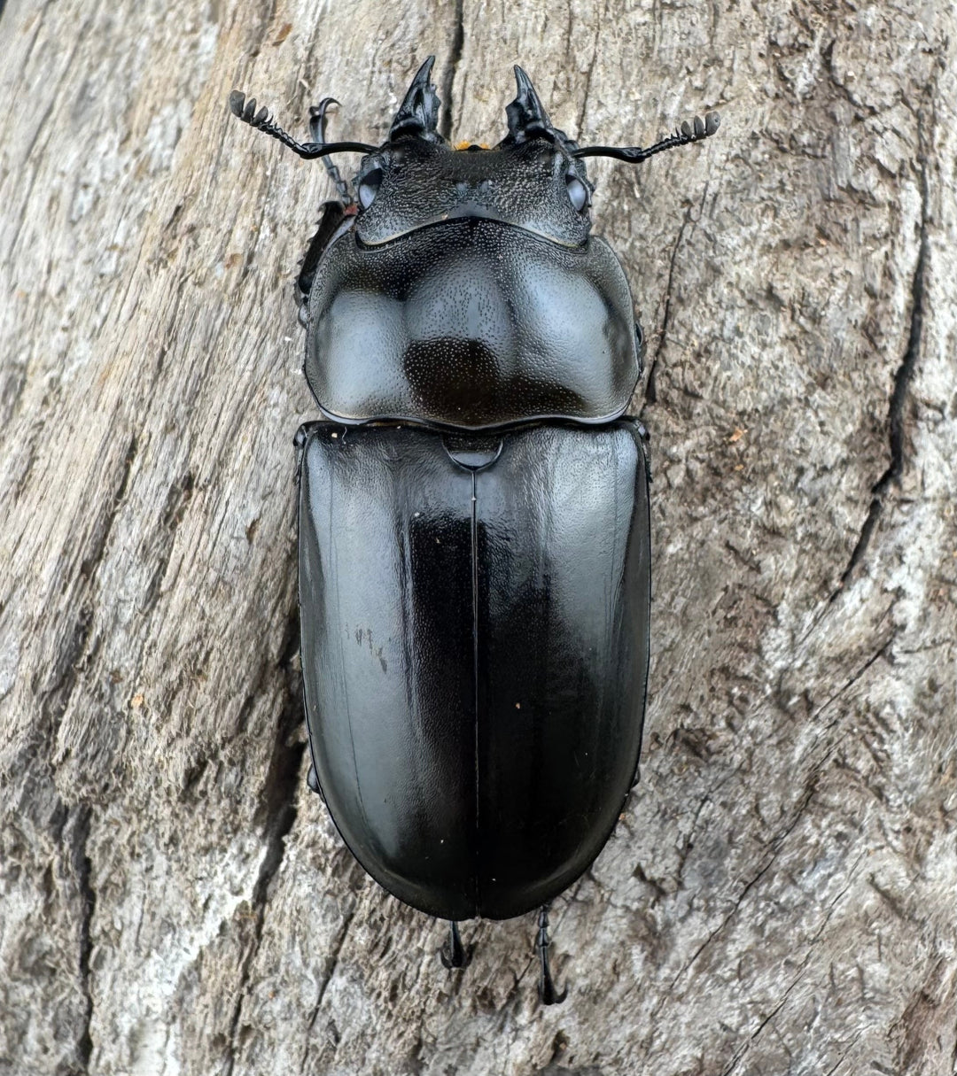 【F0】《ローゼンベルグオウゴンオニクワガタ 71.5mm ペア》