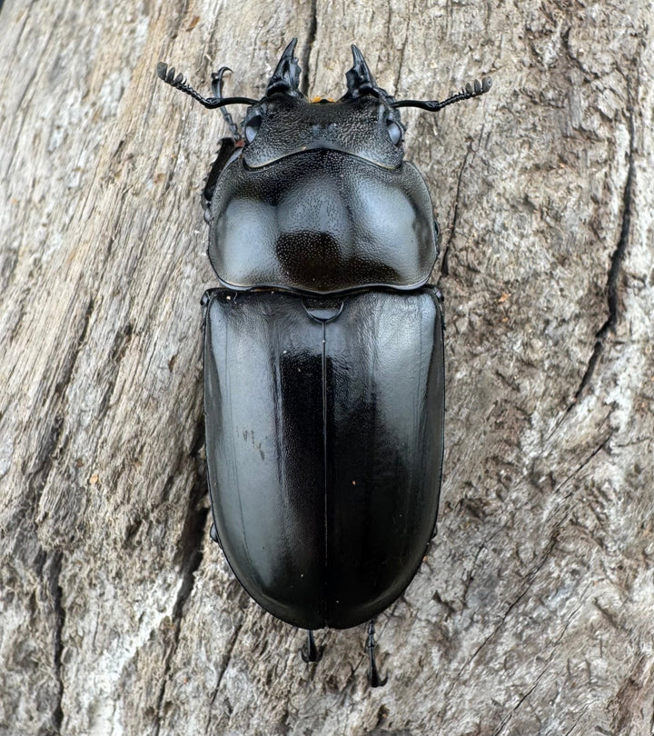 【F0】《ローゼンベルグオウゴンオニクワガタ 71.5mm ペア》