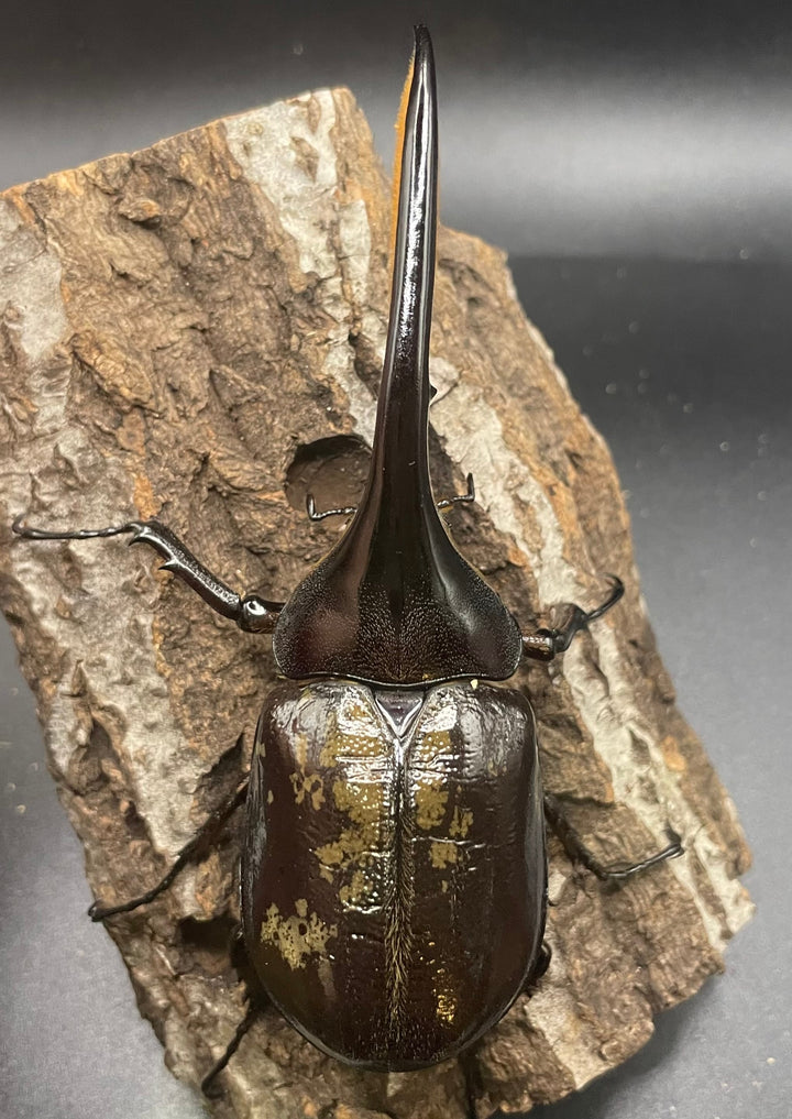 《ヘラクレス・ヘラクレス 126mm ペア》