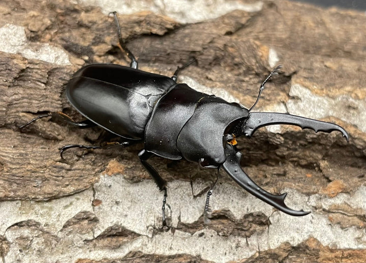 【WD】貴重種《ポレクトゥスノコギリクワガタ 48.5mmUP ペア》