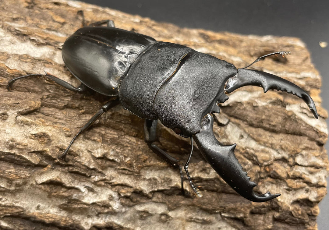 【WD】大型《ミンダナオヒラタ 90mm ペア》