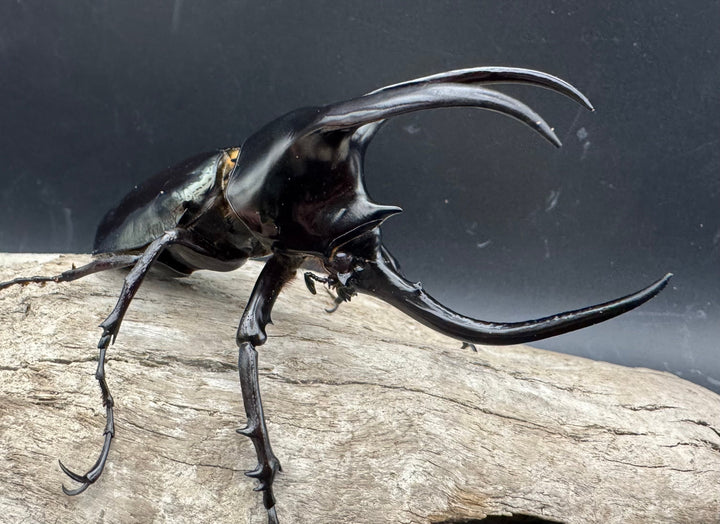 【WD】《モーレンカンプオオカブト 102mm ペア》