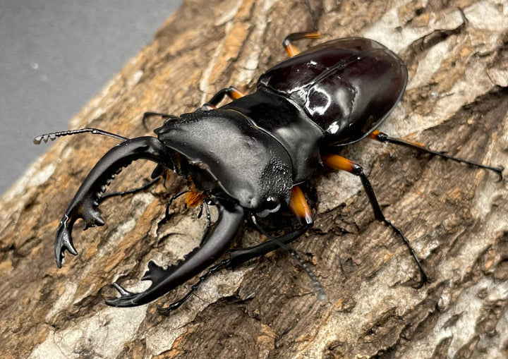 【WD】大型大歯《インペリアリスツヤクワガタ 68mmUP ペア》