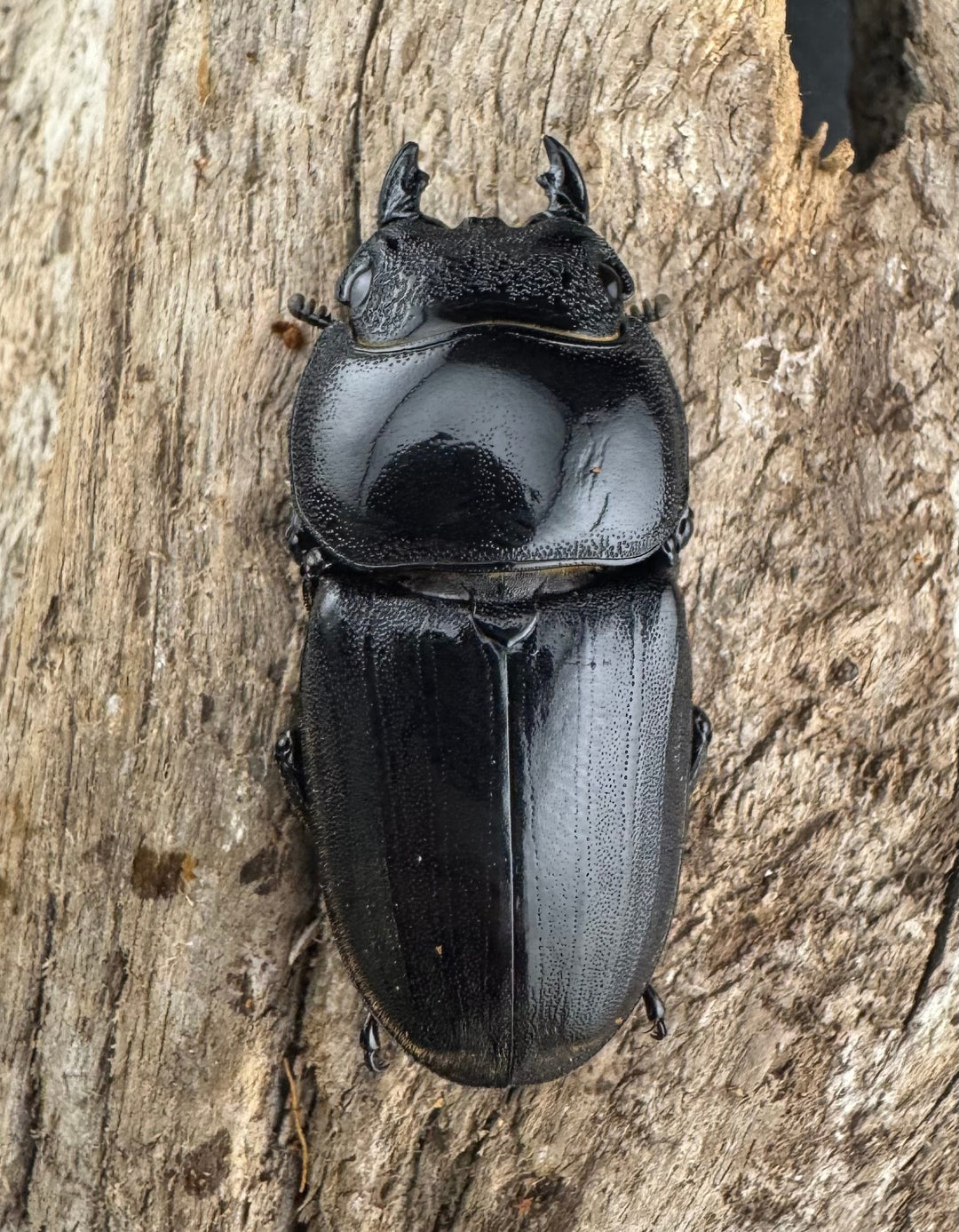 【WD】《ダイオウヒラタ 東ジャワ産 81.5mm ペア》