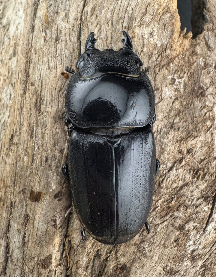 【WD】《ダイオウヒラタ 東ジャワ産 81.5mm ペア》