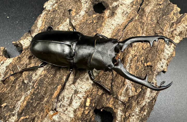 【WD】《ギラファノコギリ亜種ボロブドゥール 88mm ペア》