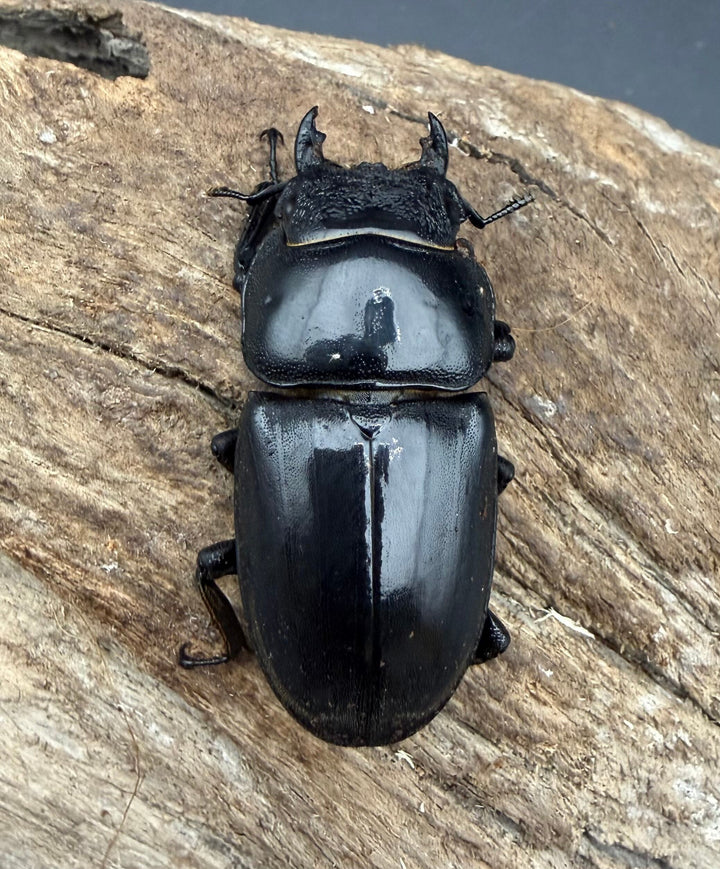 《パラワンオオヒラタクワガタ 90.5mm ♂♀♀トリオA'品》