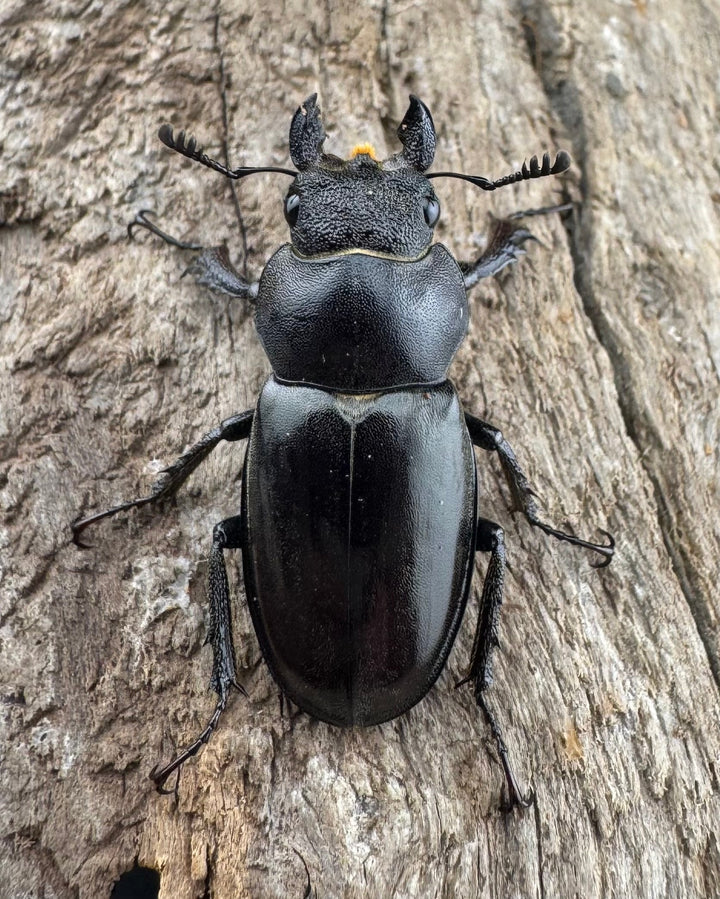 【WD】《クラッペリッヒミヤマ 37.5mm ペア》