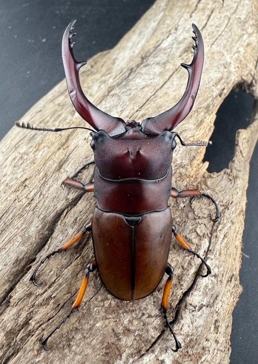 【WD】《アスタコイデスノコギリ 西ジャワ産 63mm ペア》