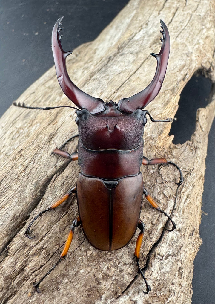 【WD】《アスタコイデスノコギリ 西ジャワ産 63mm ペア》