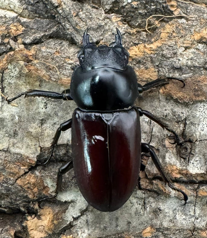 《アローコクワ亜種ノブヒロイ 54mm ペア》