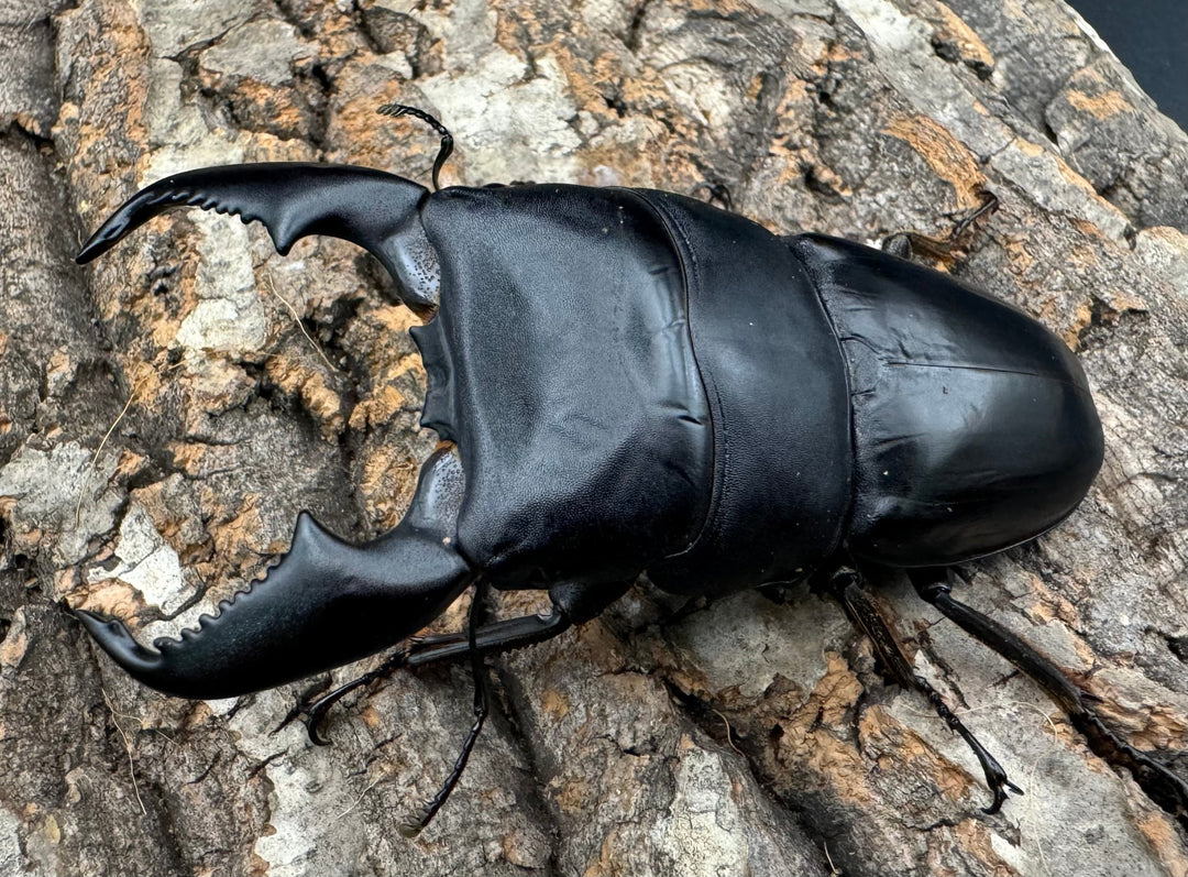 《スマトラオオヒラタ 95mm ペア》