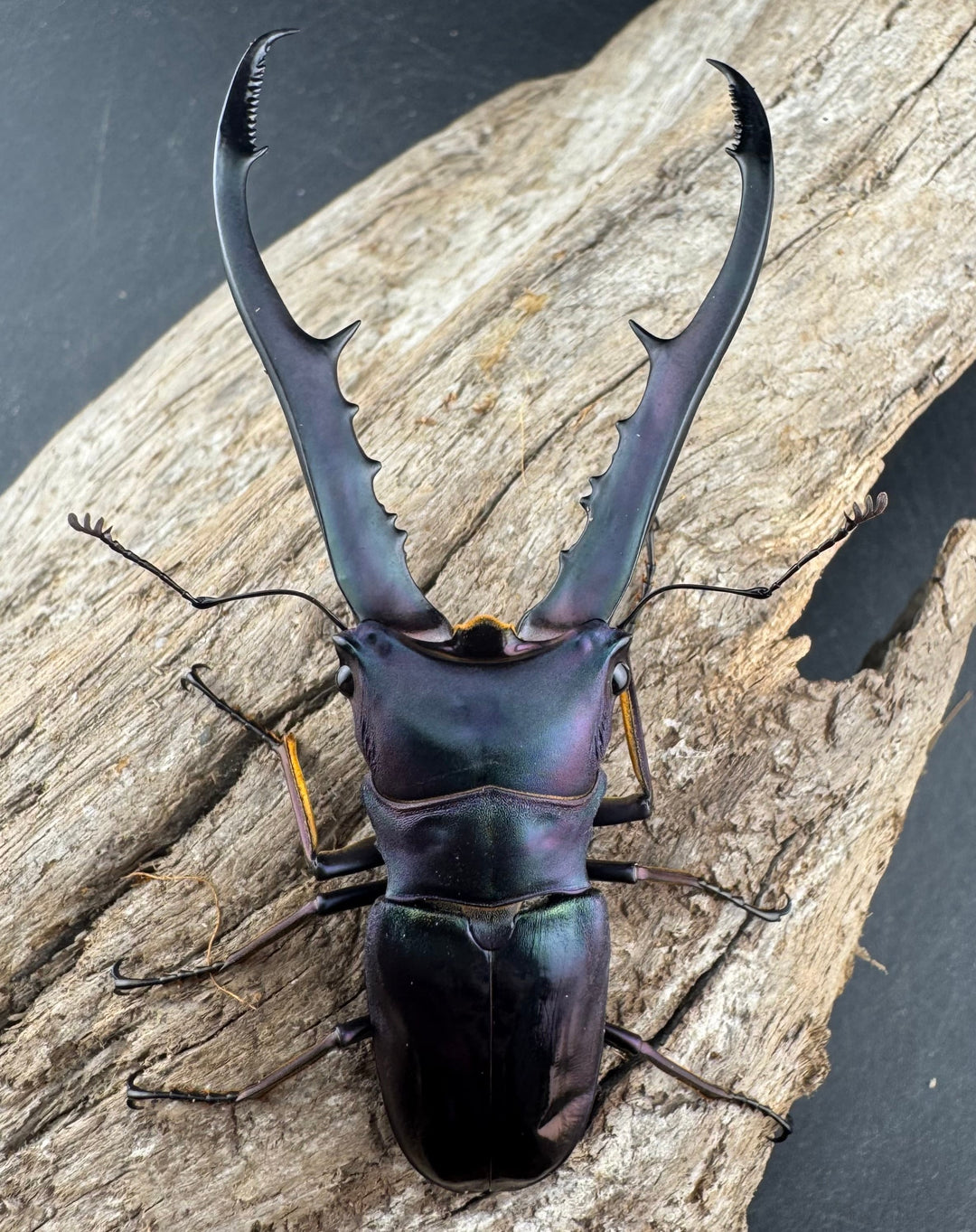 【美麗】《メタリフェルホソアカ亜種finae 78mm ペア》わたくわ氏ブリード個体