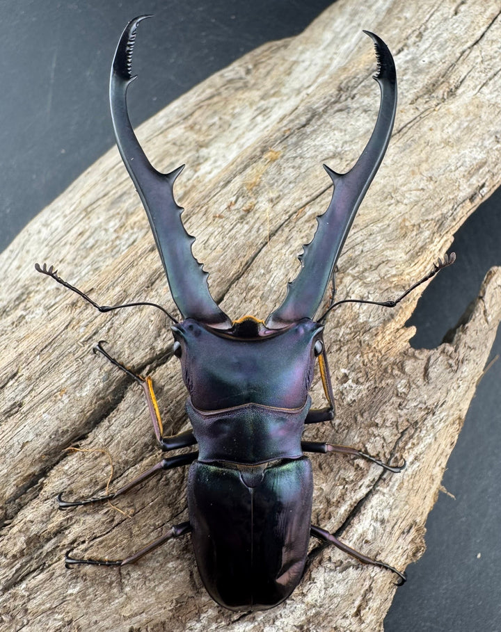 【美麗】《メタリフェルホソアカ亜種finae 78mm ペア》わたくわ氏ブリード個体