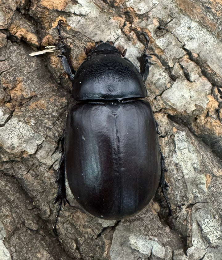 【WD】《ビルマニクス ゴホンツノ 55mm ペア》