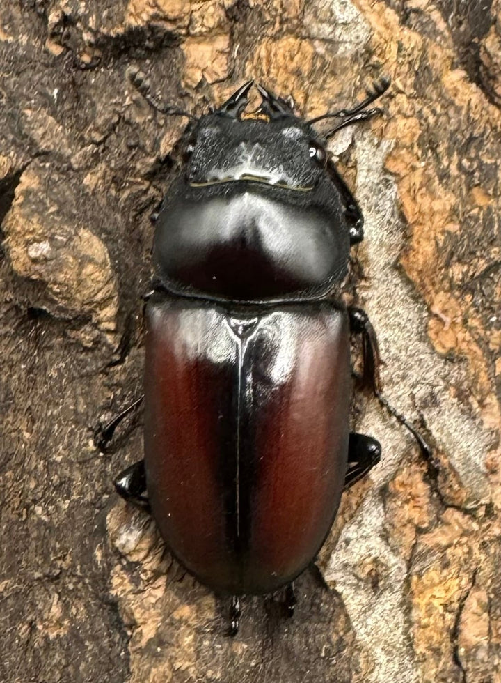 【WD】《チベット産 ドンキエルコクワ原名亜種 34mm ペア》