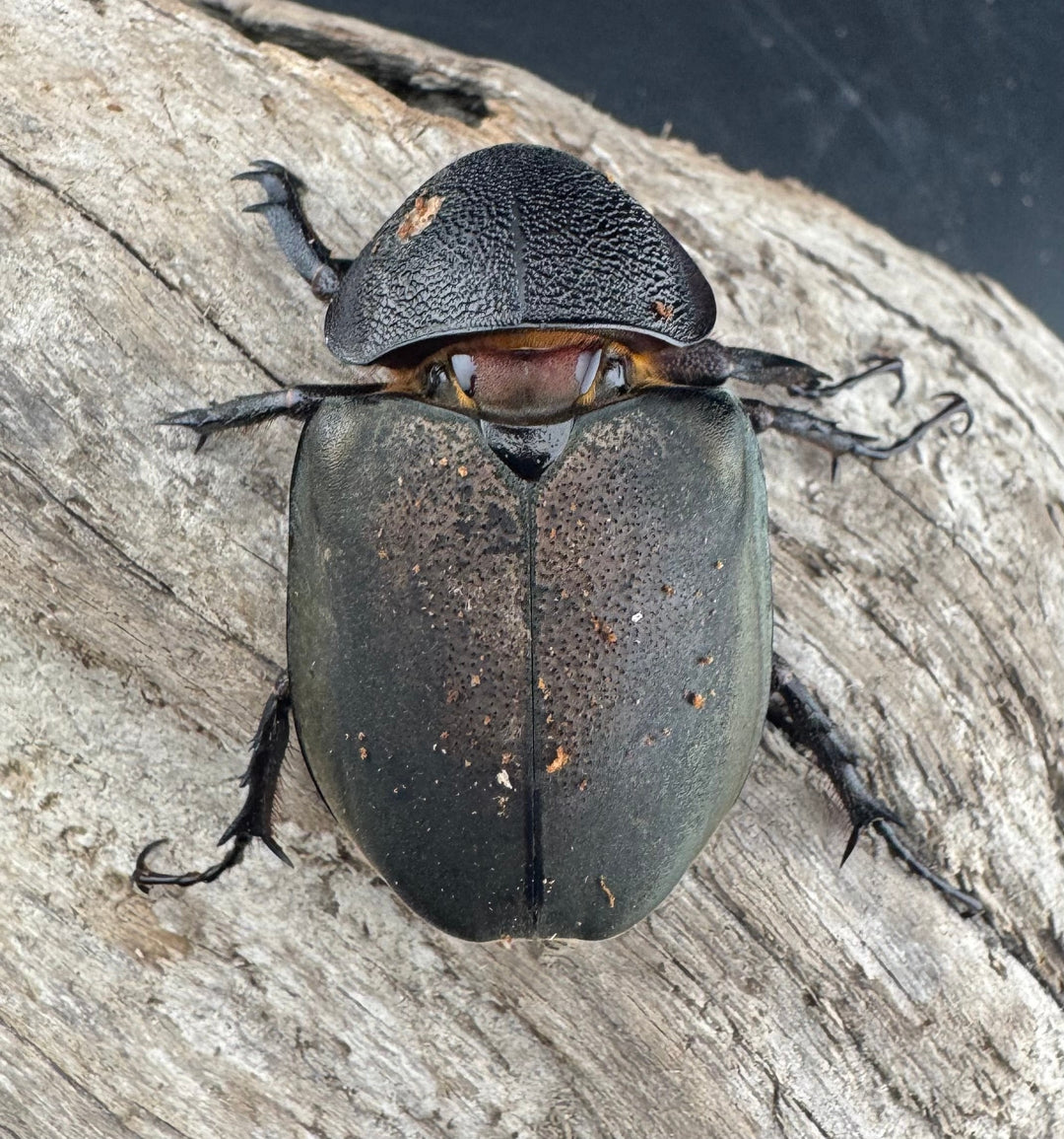 【WD】《ミンダナオアトラスオオカブト キダパワン産 95mm B品ペア》