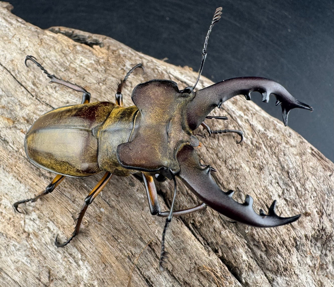 【WD】《ミヤマクワガタ 山形県産 65mm ペア》