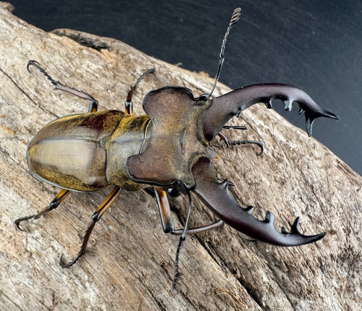 【WD】《ミヤマクワガタ 山形県産 65mm ペア》