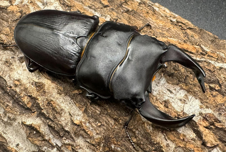 《ホペイオオクワ STA 73mm ペア》