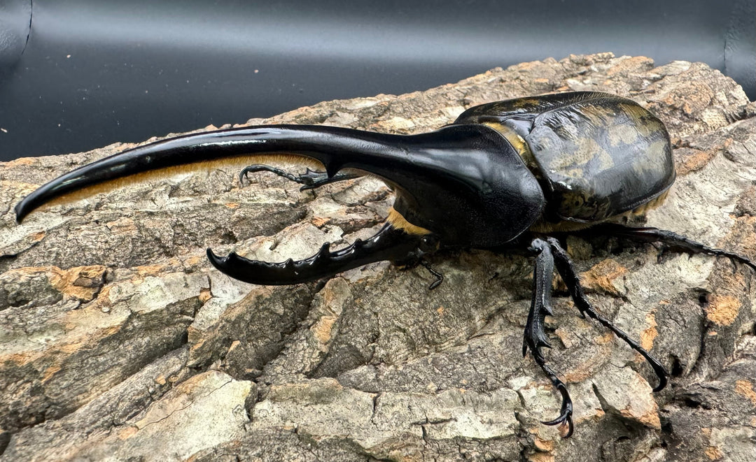 《ヘラクレス・ヘラクレス 150mm ペア》