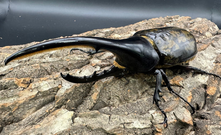 《ヘラクレス・ヘラクレス 150mm ペア》