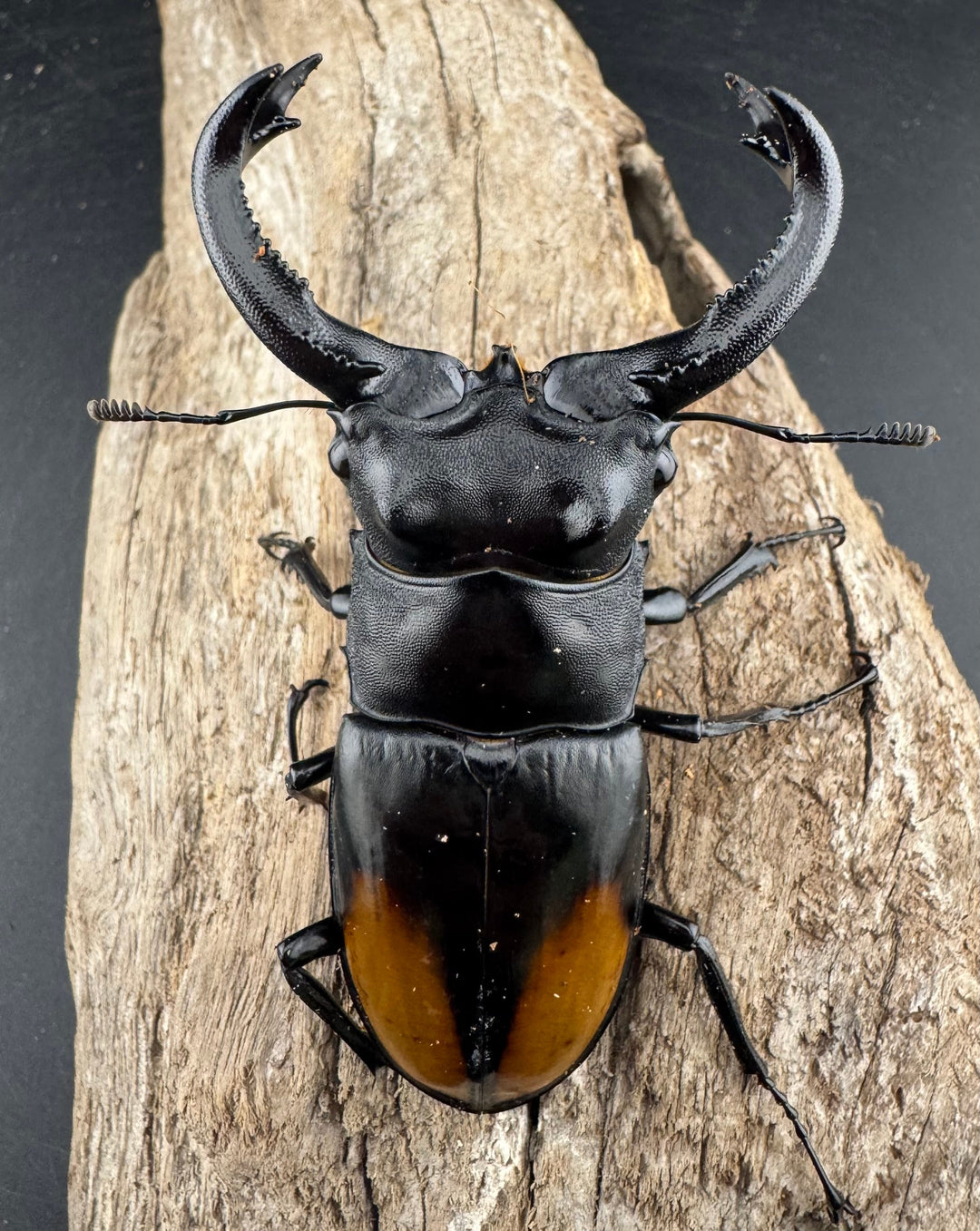 【WD】《セアカフタマタ（パリーフタマタ） 87mm ペア》