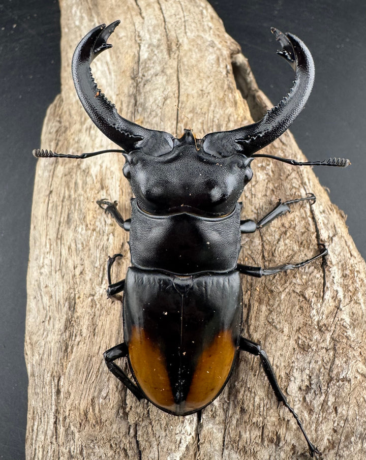 【WD】《セアカフタマタ（パリーフタマタ） 87mm ペア》