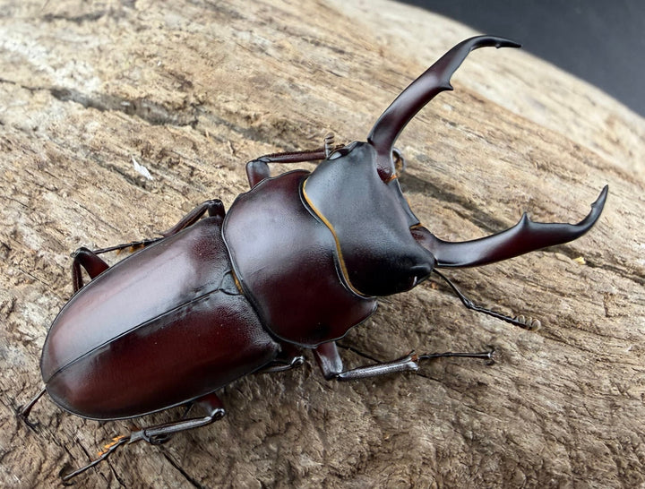 《ミシマコクワガタ 硫黄島産 47mm ♂♀♀トリオ》