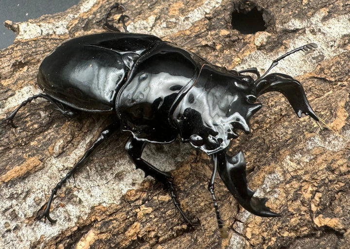 《タランドゥスオオツヤクワガタ 66mm ペア》