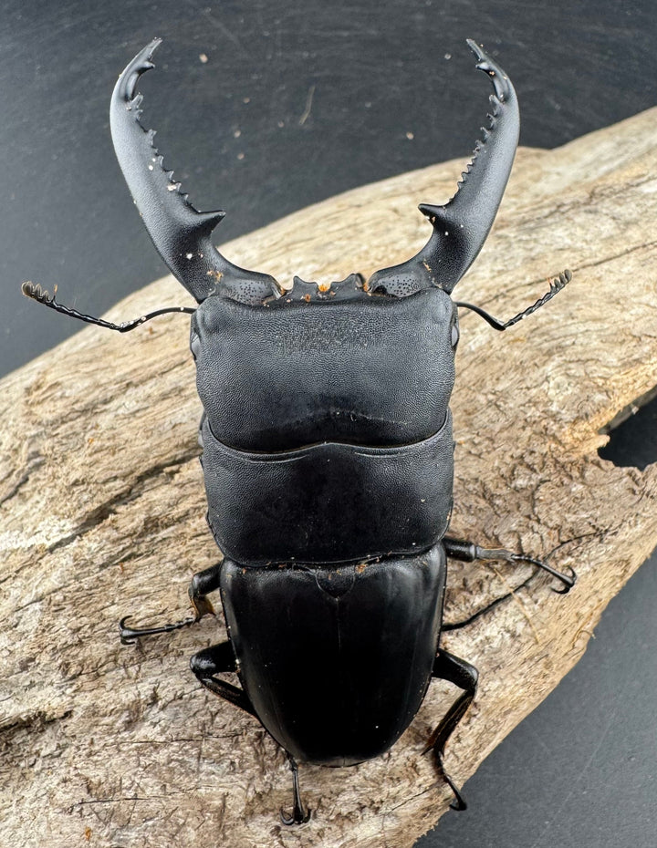 【WD】《パラワンオオヒラタ 86.5mm ペア》