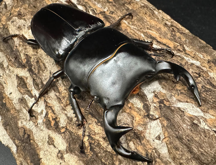 《インドグランディス亜種moriyai Garda95.0血統 81mm ペア》Soul氏ブリード個体