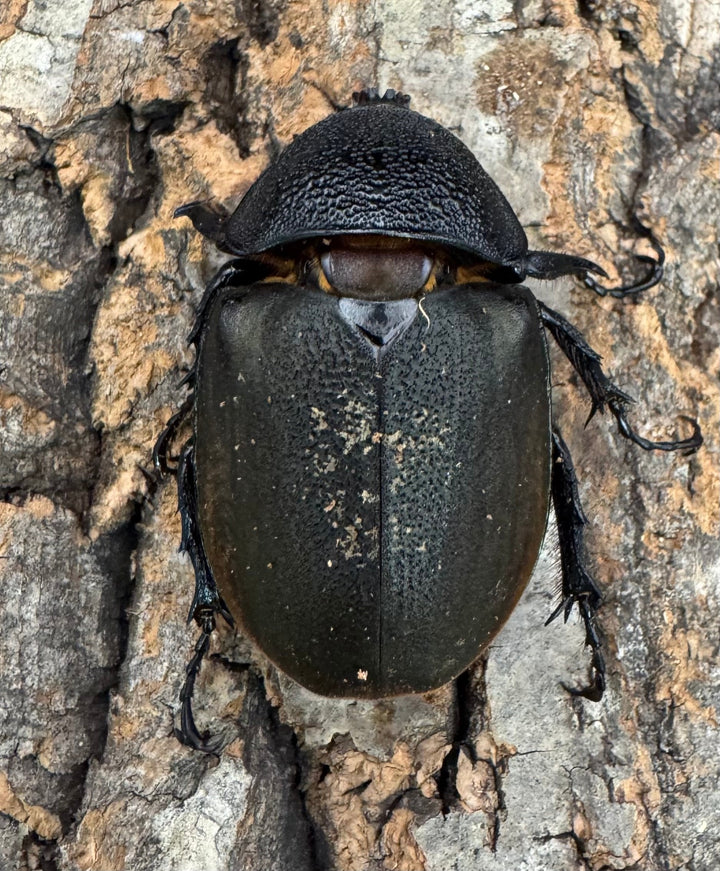 【WD】《マレーコーカサスオオカブト 88.5mm ペア》