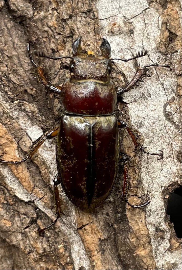 【WD】《デランミヤマクワガタ原名亜種 37mm ペア》