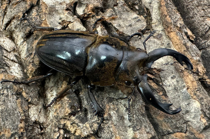 【WD】《ストリアータツヤクワガタ 49mm ペア》