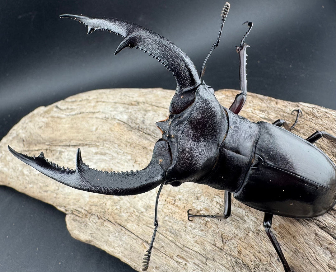 【WD】《マンディブラリスフタマタ 102.5mm A’品ペア》