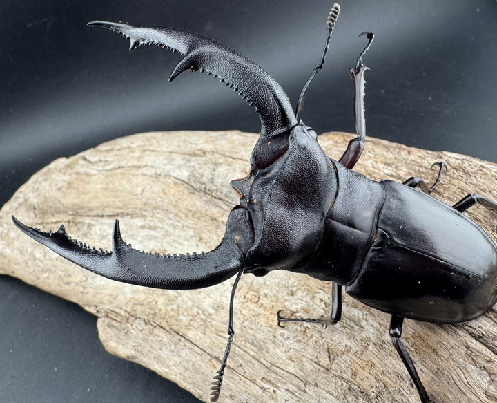 【WD】《マンディブラリスフタマタ 102.5mm A’品ペア》