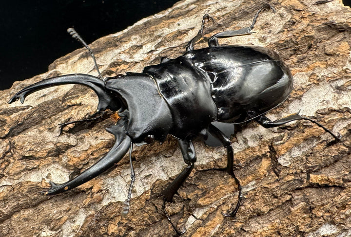 【WD】《ダールマンツヤクワガタ亜種celebensis 82mm ペア》