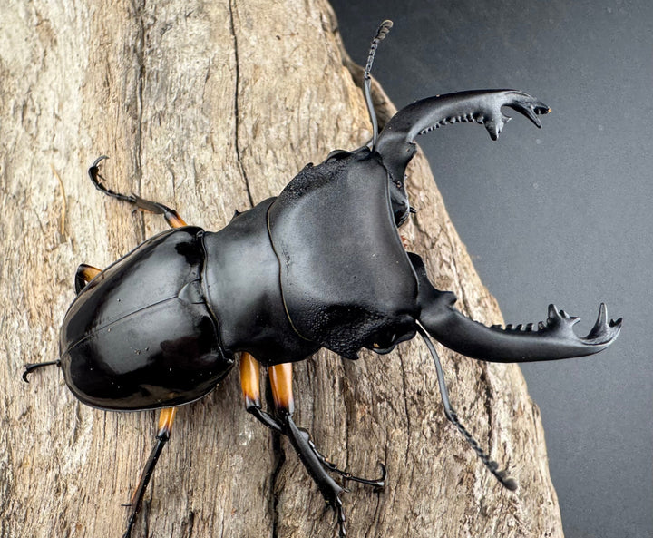 【WD】《インペリアリスツヤ亜種komorii リサル産 67mm ペア》