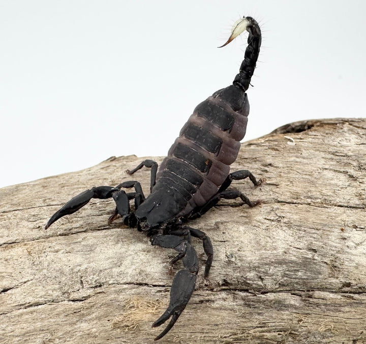 【CH】《トリスティスフォレストスコーピオン インド産 ベビーヤング》