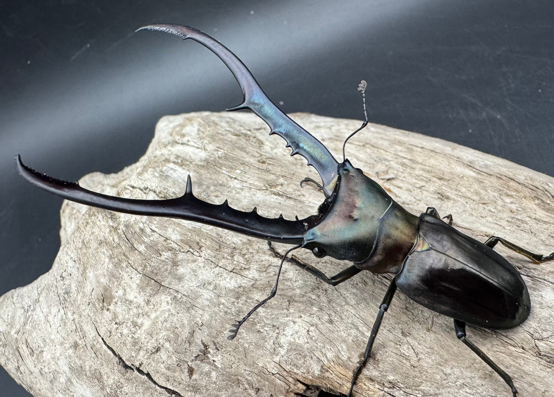 【WD】《メタリフェルホソアカ亜種finae 85.5mm A’品ペア》