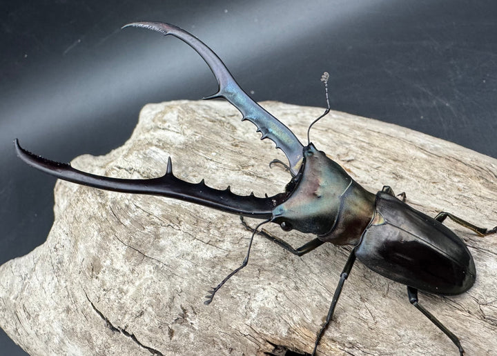 【WD】《メタリフェルホソアカ亜種finae 85.5mm A’品ペア》