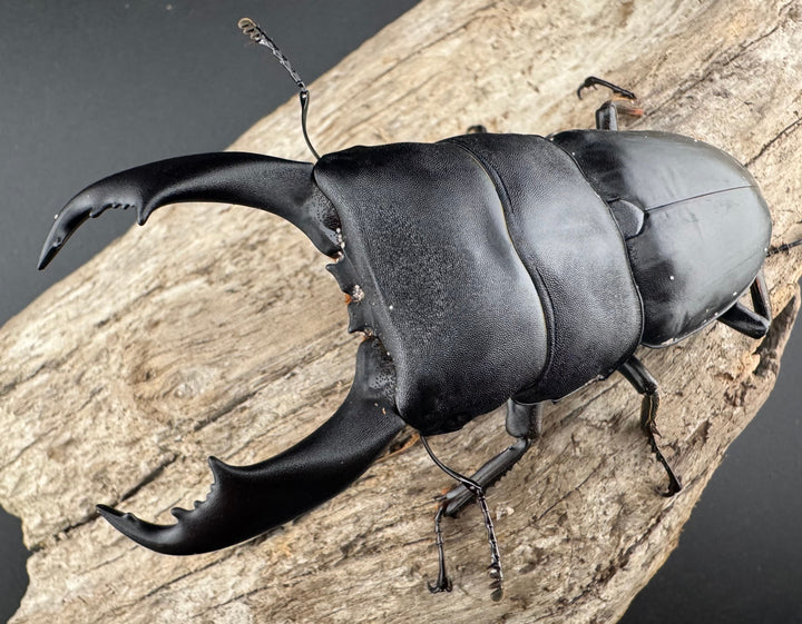 【WD】《ブルーダンヒラタクワガタ 90mm ペア》