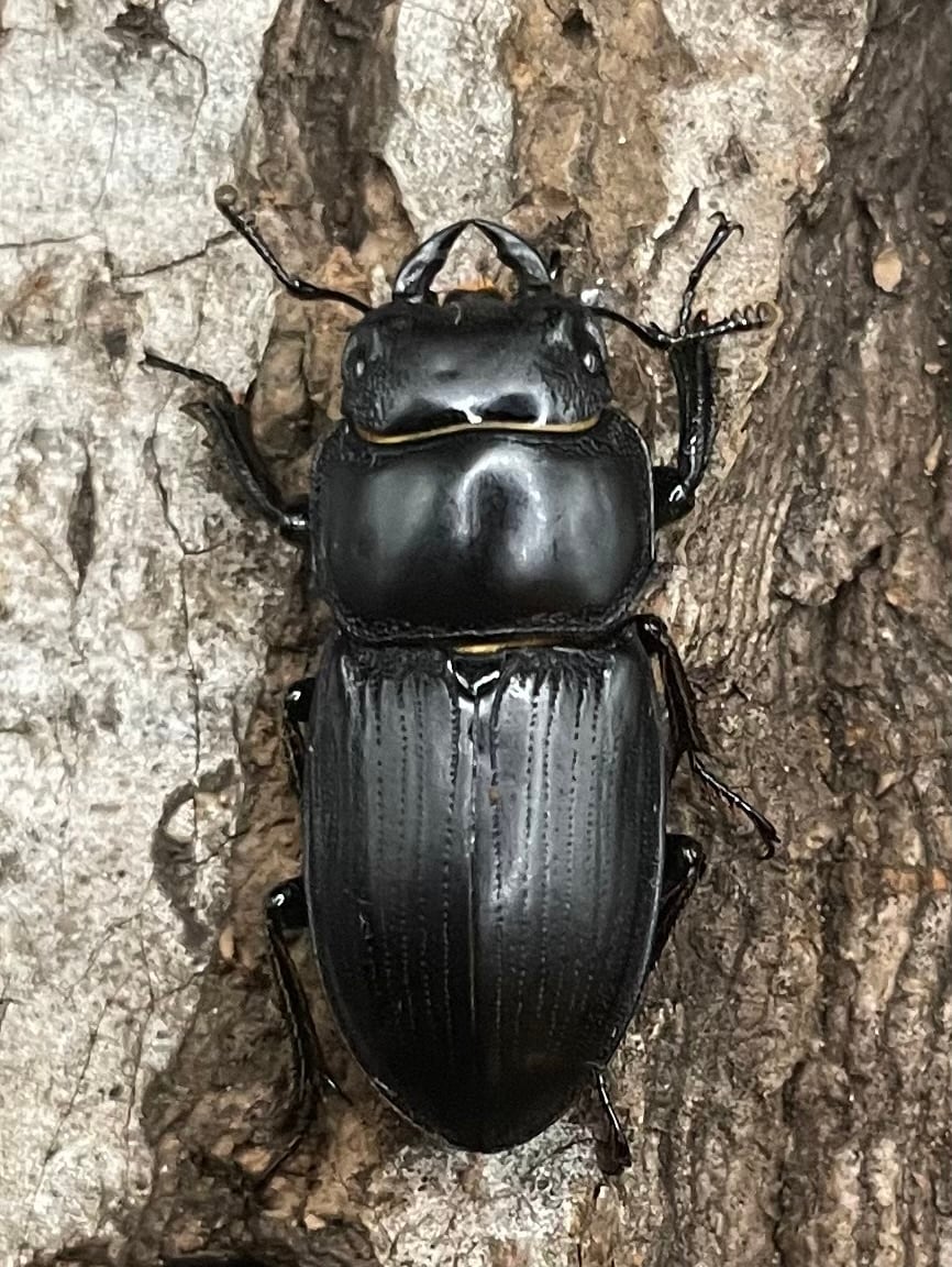 【F0】《ドルクス カツラ 重慶市産 23mm ペア》